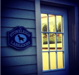 Stoneleigh Labradors  puppies for sale