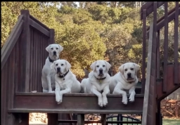 Stofer&#039;s Labs  puppies for sale