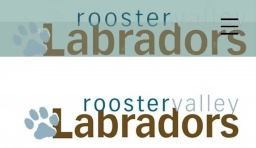 Rooster Labradors  puppies for sale