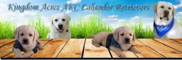 Kingdom Aks Labradors  puppies for sale