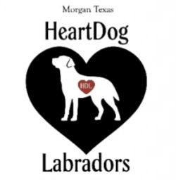 Hearth Dog Labradors  puppies for sale