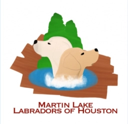 Martin Lake Labradors  puppies for sale