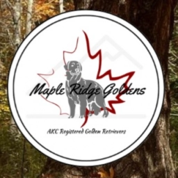 Maple Ridge Goldens  puppies for sale