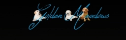 Golden Labradors  puppies for sale