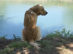 GOLDEN HEART COUNTRY  puppies for sale