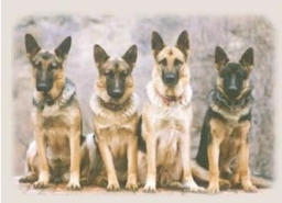 Hinterland German Shepherds  puppies for sale