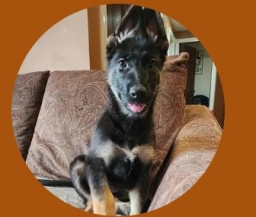 Lisa Salli Sland  puppies for sale