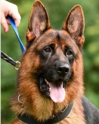 Nobleheim German Shepherds  puppies for sale