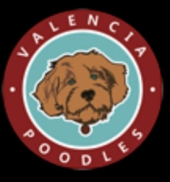Valencia Poodles  puppies for sale