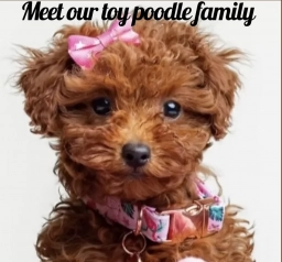 Teresa&#039;s Poodles  puppies for sale