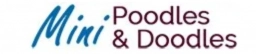 Mini Poodles  puppies for sale