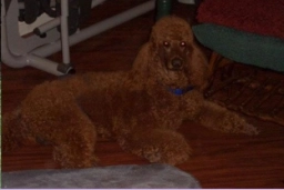 Main Navigation  puppies for sale