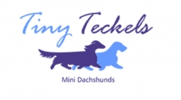 Tiny Teckels Dachshunds  puppies for sale