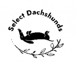 Select Dachshund  puppies for sale