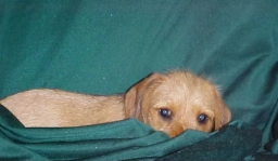 Three D&#039;s Dachshunds  puppies for sale