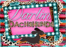 Darlin Dachshunds  puppies for sale
