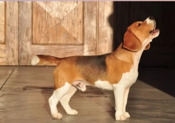 Allegro Beagles  puppies for sale