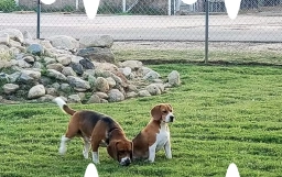 The Beagle Barnyard  puppies for sale