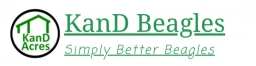 KanD Beagles  puppies for sale