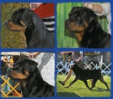 Von Hawes Rottweilers  puppies for sale