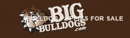 Big Bulldogs  puppies for sale