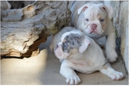 K10 Farms​​ AKC English Bulldogs  puppies for sale