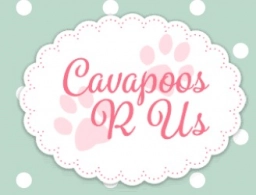 Cavapoo S US  puppies for sale