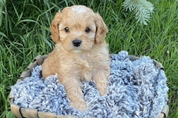 Everbrook Puppies  puppies for sale