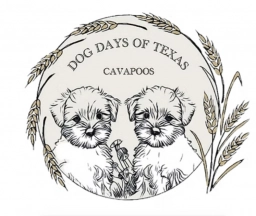 Dog Days Of Texas  puppies for sale