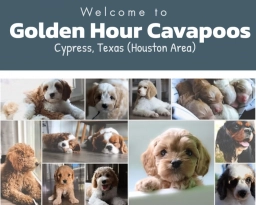 Golden Hour Cavapoos  puppies for sale