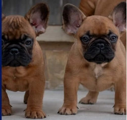 San Antonio Frenchies  puppies for sale
