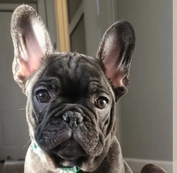 THE FAMILY FRENCHIE  puppies for sale