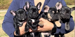 Franceschi Frenchies, LLC.  puppies for sale