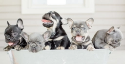 Shade Mountian Frenchies  puppies for sale