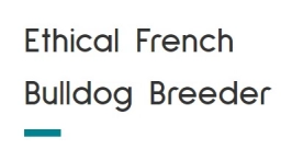Ethical French Bulldog Breeder  puppies for sale