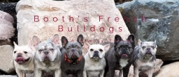 Booth&#039;s French Bulldogs  puppies for sale