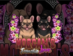 Morgan&#039;s Frenchie Love  puppies for sale