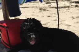 Georgie Handy Helper  puppies for sale