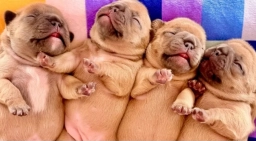 Jessie&#039;s Frenchies LLC  puppies for sale