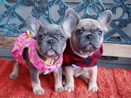 Divine Frenchies  puppies for sale
