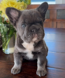 North Shore Frenchies  puppies for sale