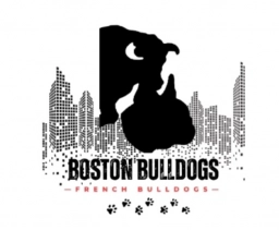 Boston Bulldogs  puppies for sale