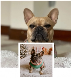 Kyro French Bulldogs  puppies for sale