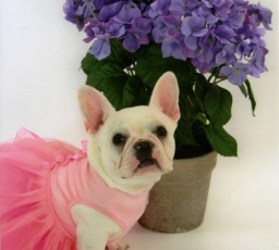 Chitawee French Bulldogs  puppies for sale