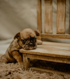 First Street Breeders  puppies for sale