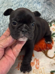 Frenchies Bulldogs  puppies for sale