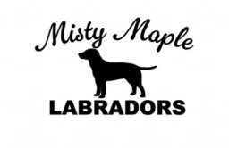 Misty Maple Labradors  puppies for sale