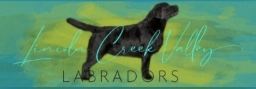 Lincoln Creek Valley Labradors  puppies for sale