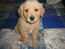 Chiricahua Retrievers  puppies for sale