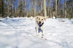 Gabriel  puppies for sale
